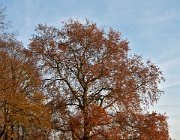 Boom langs de IJssel  (c) Henk Melenhorst : Herfst